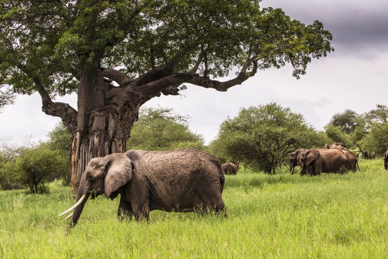Day 3 & 4: Ruaha National Park