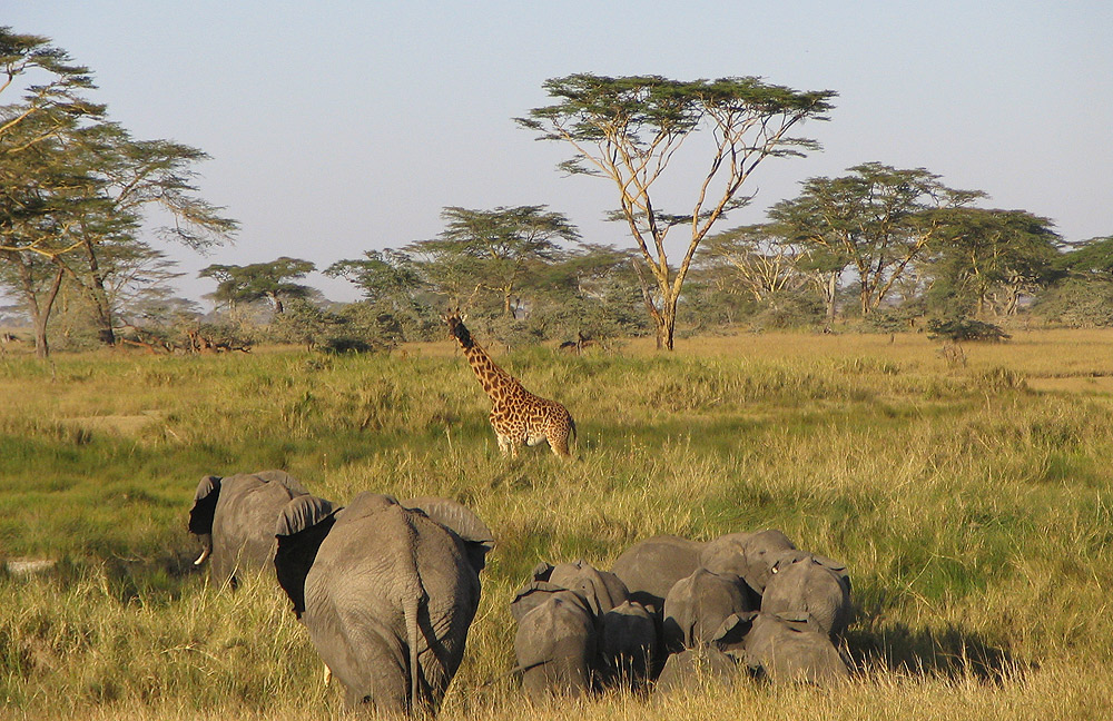 Day 7: Lake Manyara & Departure